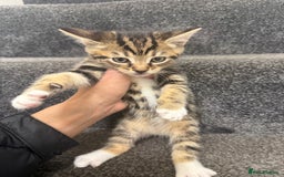 Domestic Shorthair cats for sale: 3 Cute Tabby Kittens - Image 8
