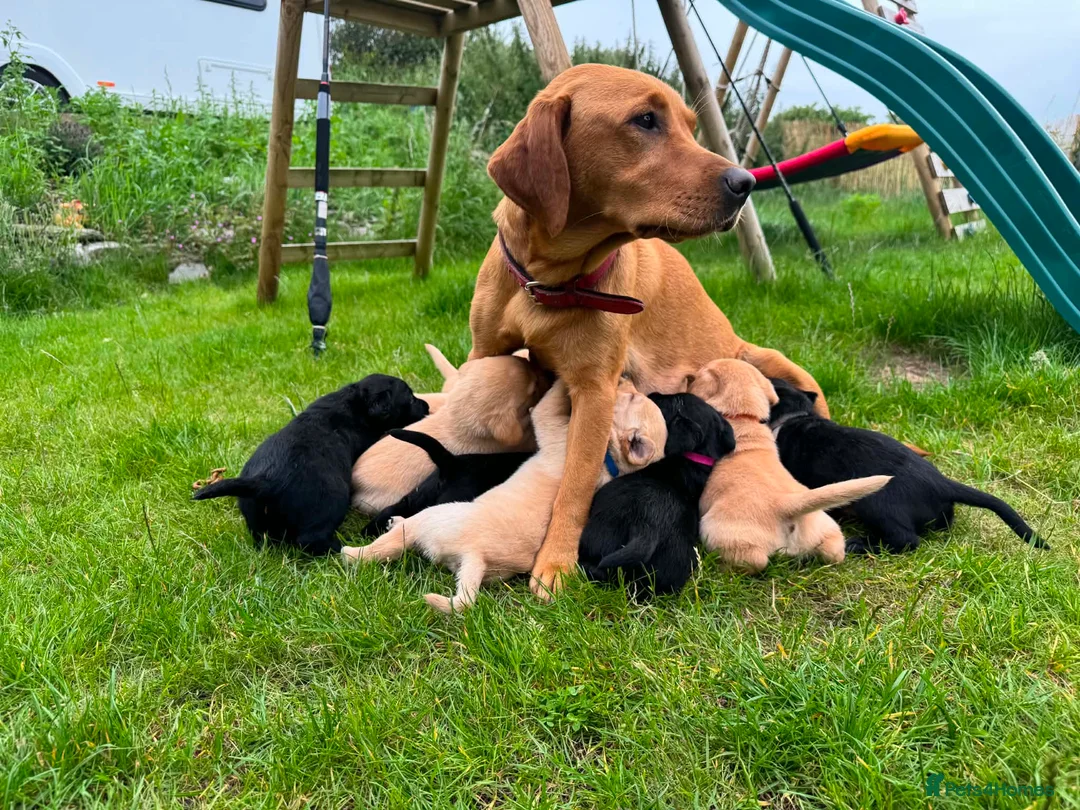 Labrador Retriever dogs for sale: Fox red little boy left  in Torpoint - Advert 6