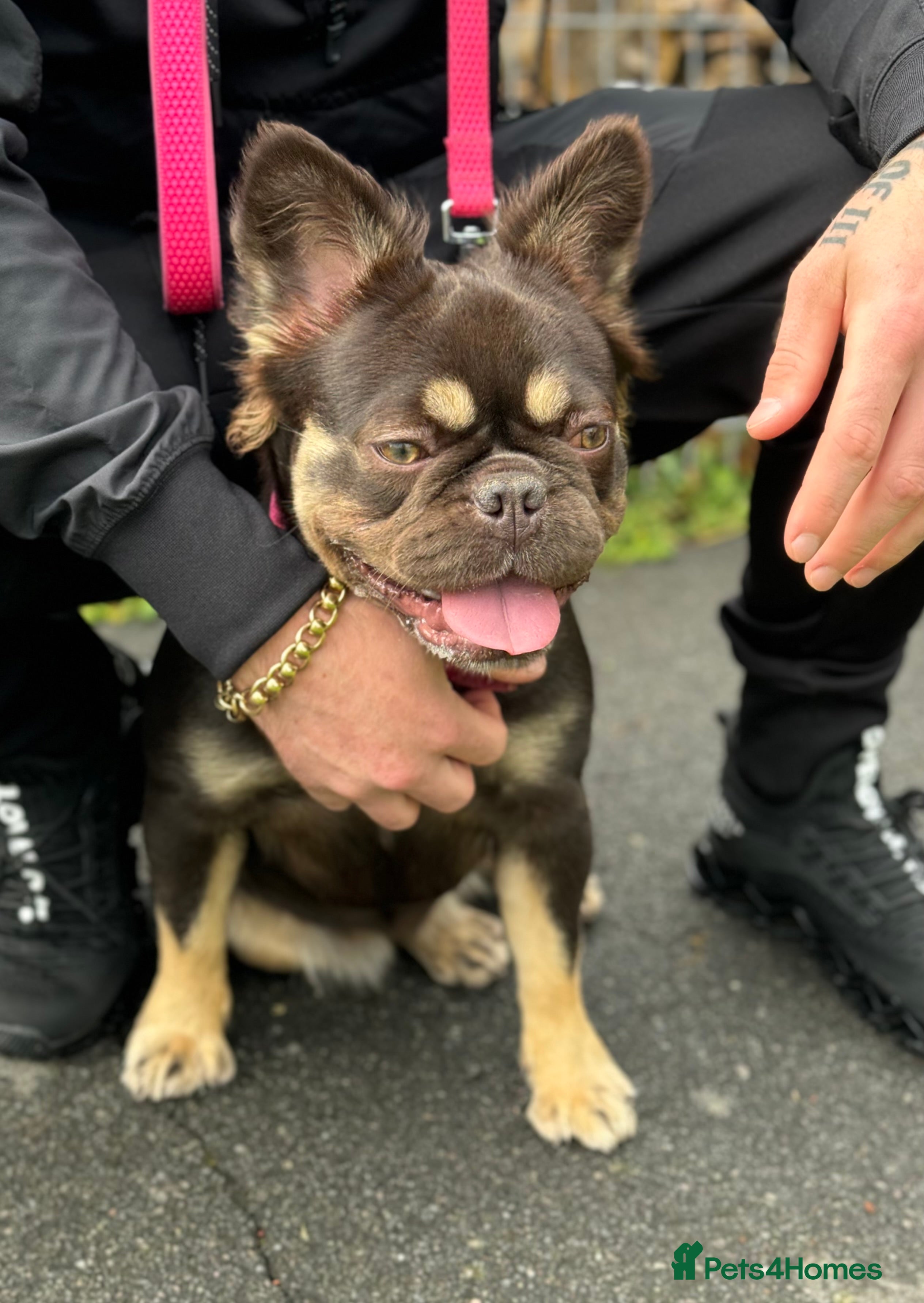 French Bulldog dogs Looking for a loving family in Bath - Advert 2