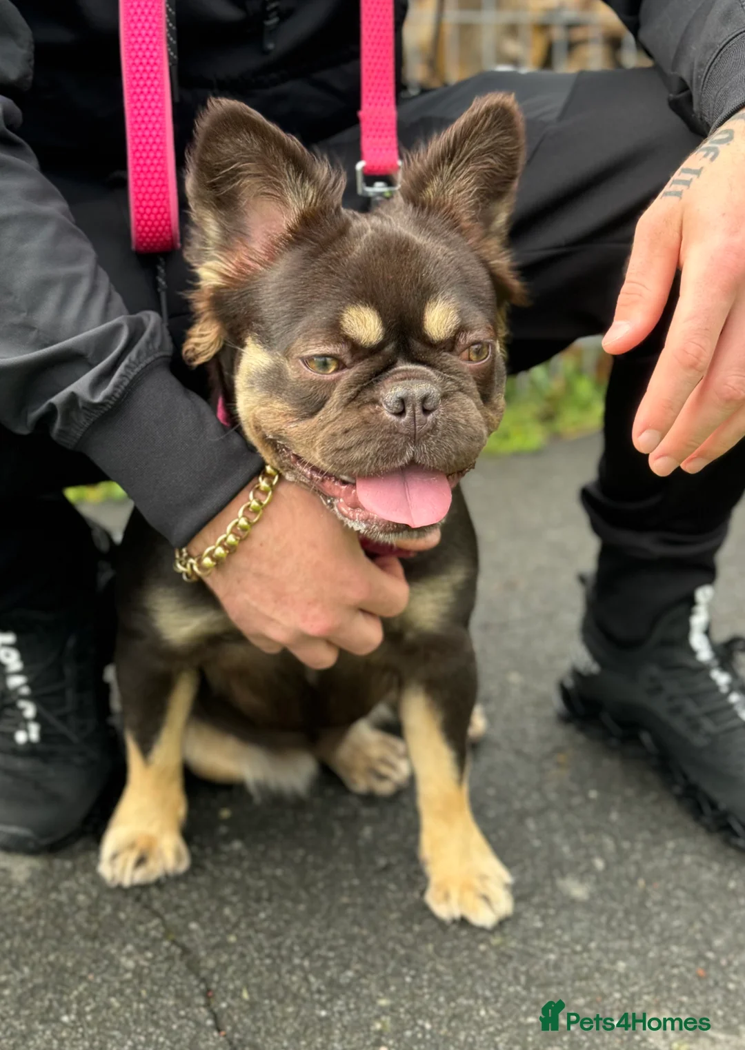 French Bulldog dogs for sale: Looking for a loving family in Bath - Advert 1