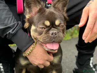 French Bulldog dogs Looking for a loving family in Bath - Advert 4