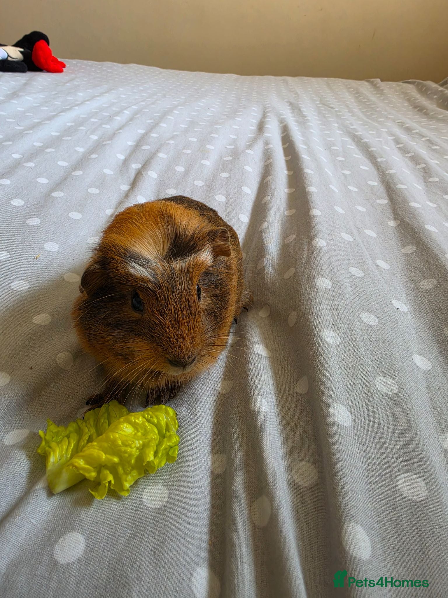 Guinea Pig rodents Girls - Advert 12