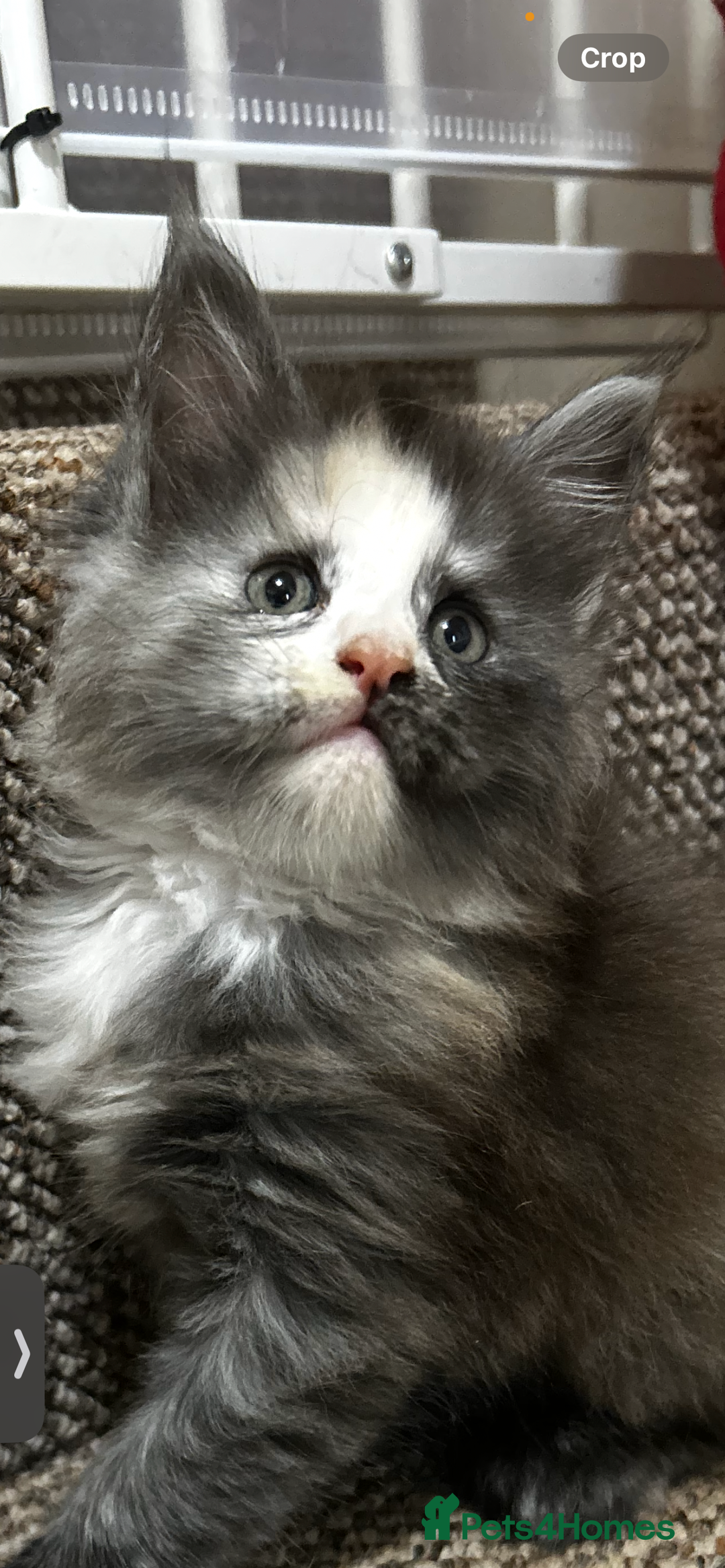 Maine Coon cats for sale: 2 stunning girls 1 polydactyl ready  **  ev - Advert 6