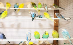 Budgerigars birds for sale: Beautiful baby budgies for sale. - Image 5