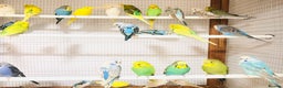 Budgerigars birds for sale: Beautiful baby budgies for sale. - Advert 5