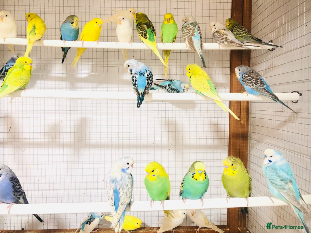 Budgerigars birds for sale: Beautiful baby budgies for sale. - Image 5