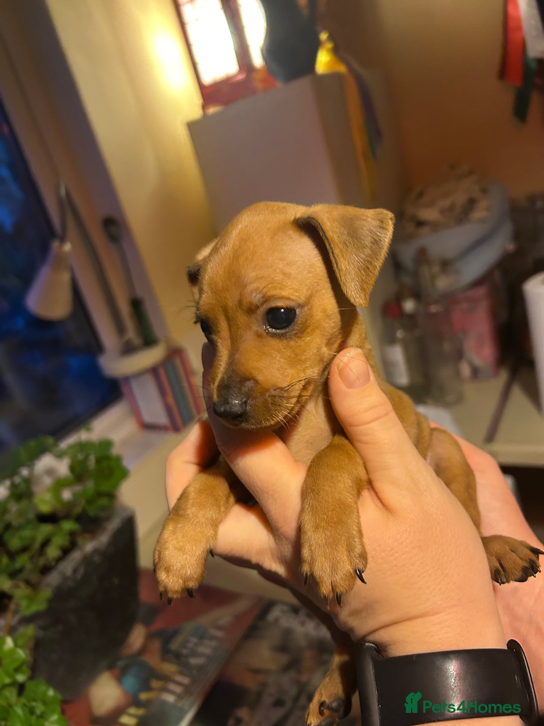 Miniature Pinscher dogs for sale: Stunning KC Miniature Pinscher puppies - Advert 11