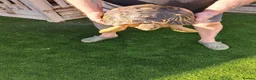 Tortoise reptiles for sale: Radiated Tortoise - Advert 3