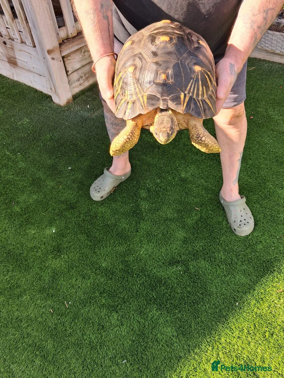 Tortoise reptiles for sale: Radiated Tortoise - Advert 3