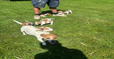 Jack Russell dogs - Advert 2