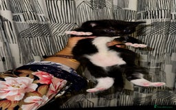 Domestic Shorthair cats for sale: 🐾 8-Week-Old Kittens Ready for Loving Homes 🐾 - Image 9