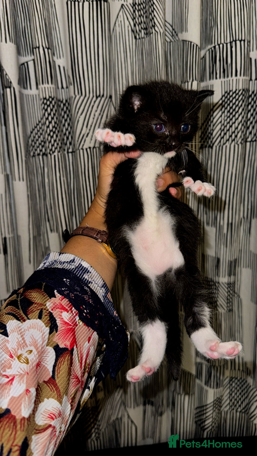 Domestic Shorthair cats for sale: 🐾 8-Week-Old Kittens Ready for Loving Homes 🐾 - Image 9