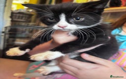Domestic Shorthair cats for sale: 3 girls kittens and 1 boy kitten  - Image 2