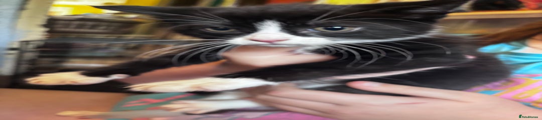 Domestic Shorthair Kitten 3 (Jesse)