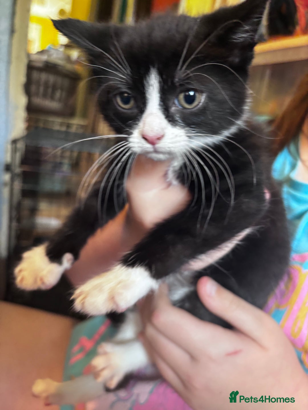 Domestic Shorthair cats for sale: 3 girls kittens and 1 boy kitten  - Image 2