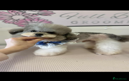 Toy Poodle dogs for sale: Toy poodle x Asian import  - Image 6