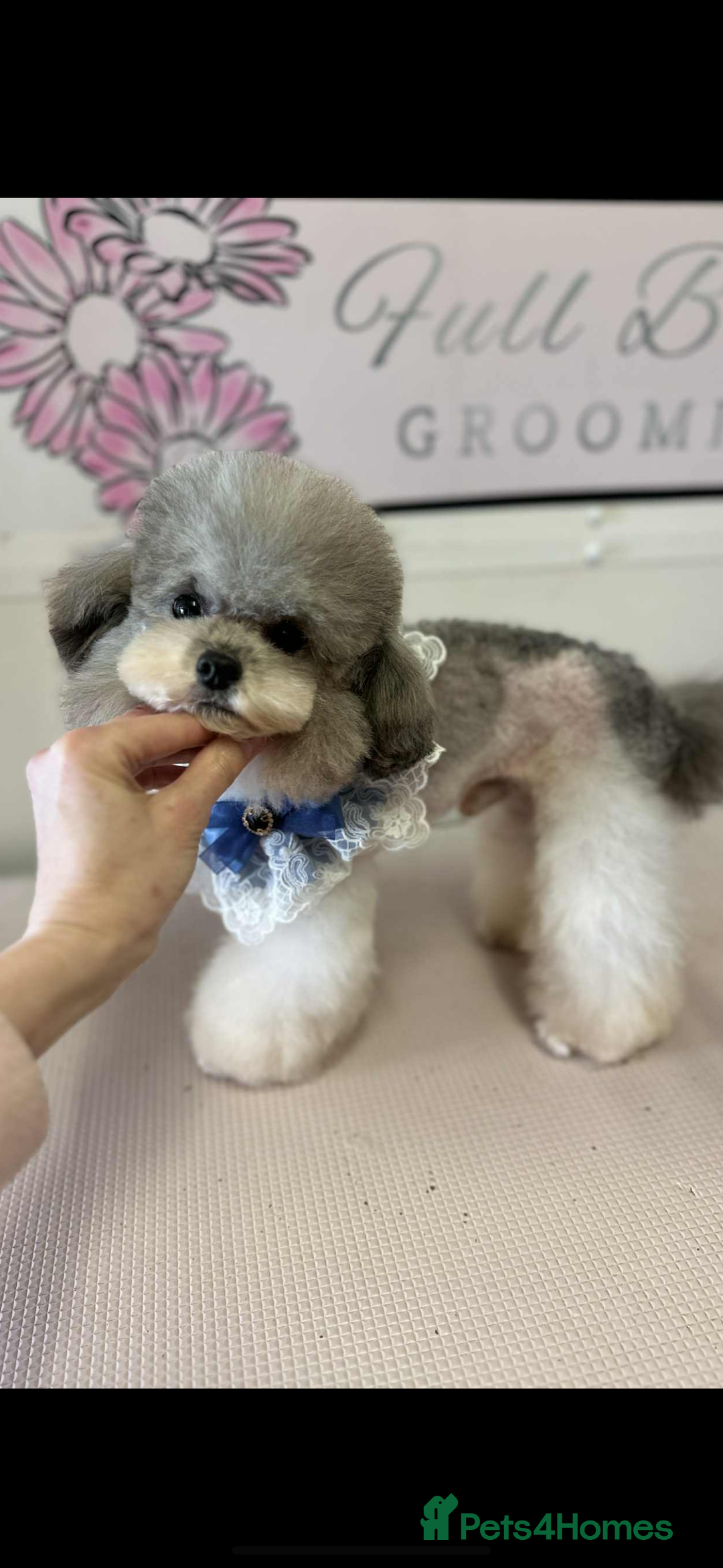 Toy Poodle dogs for sale: Toy poodle x Asian import  - Image 6