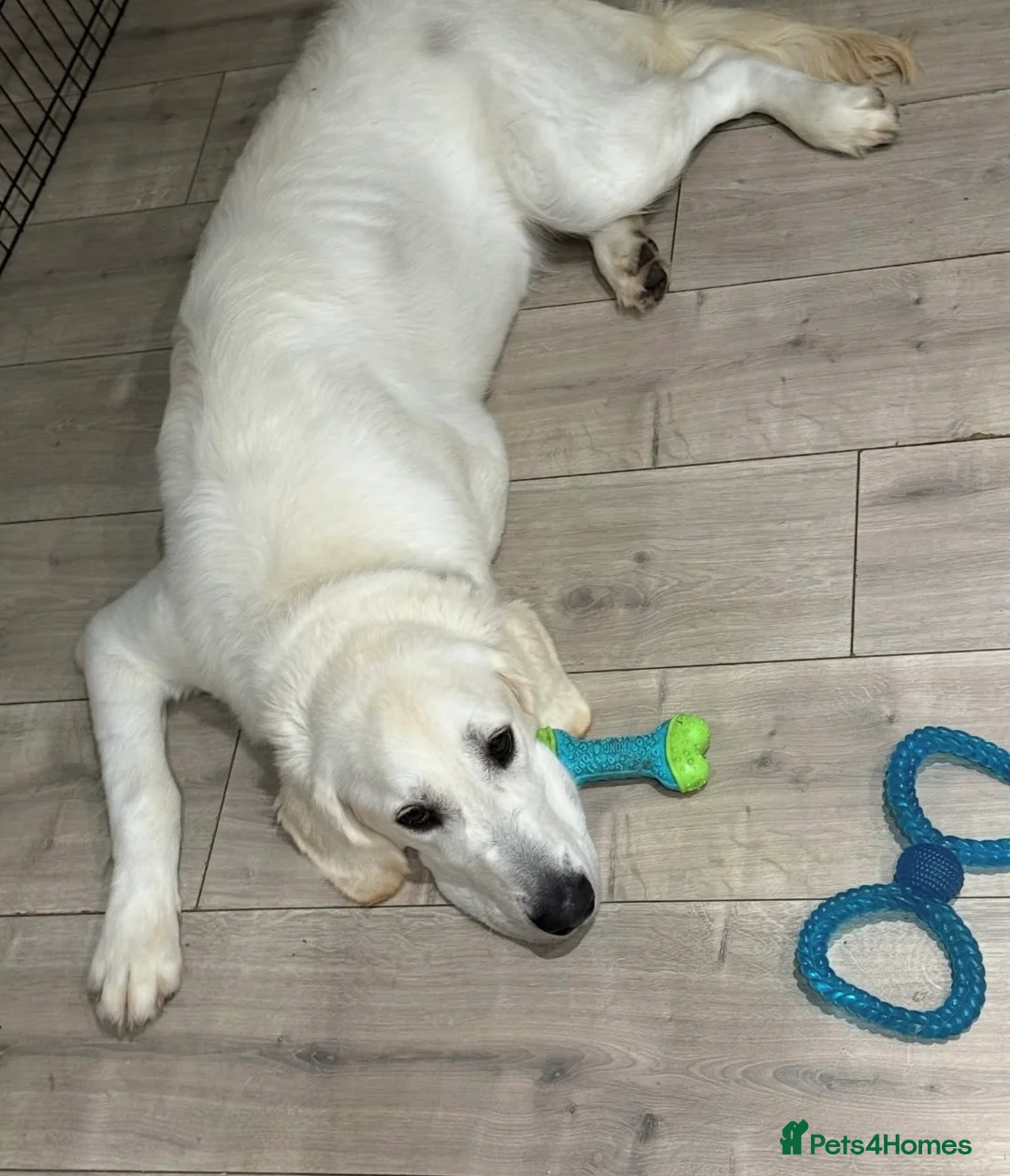 Golden Retriever dogs for sale: 11 month male golden retriever  - Advert 2