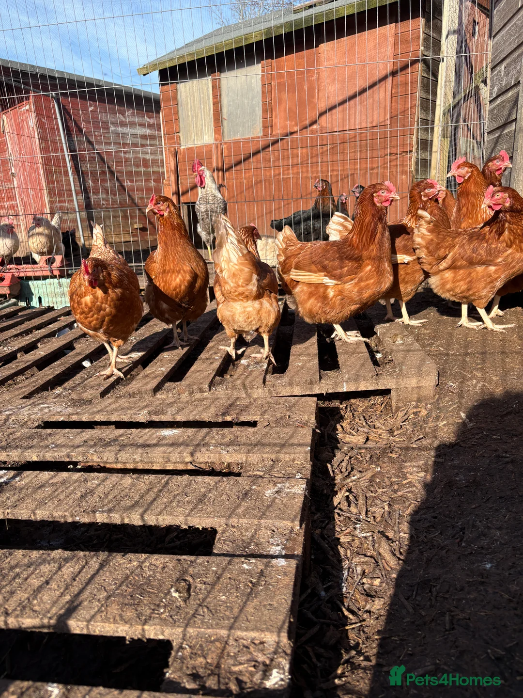 Chickens poultry for sale: POL Goldlines  - Advert 2