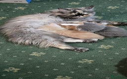 Persian cats for sale: Two beautiful MALE kittens 🐈‍⬛ 🐈‍⬛  - Image 3
