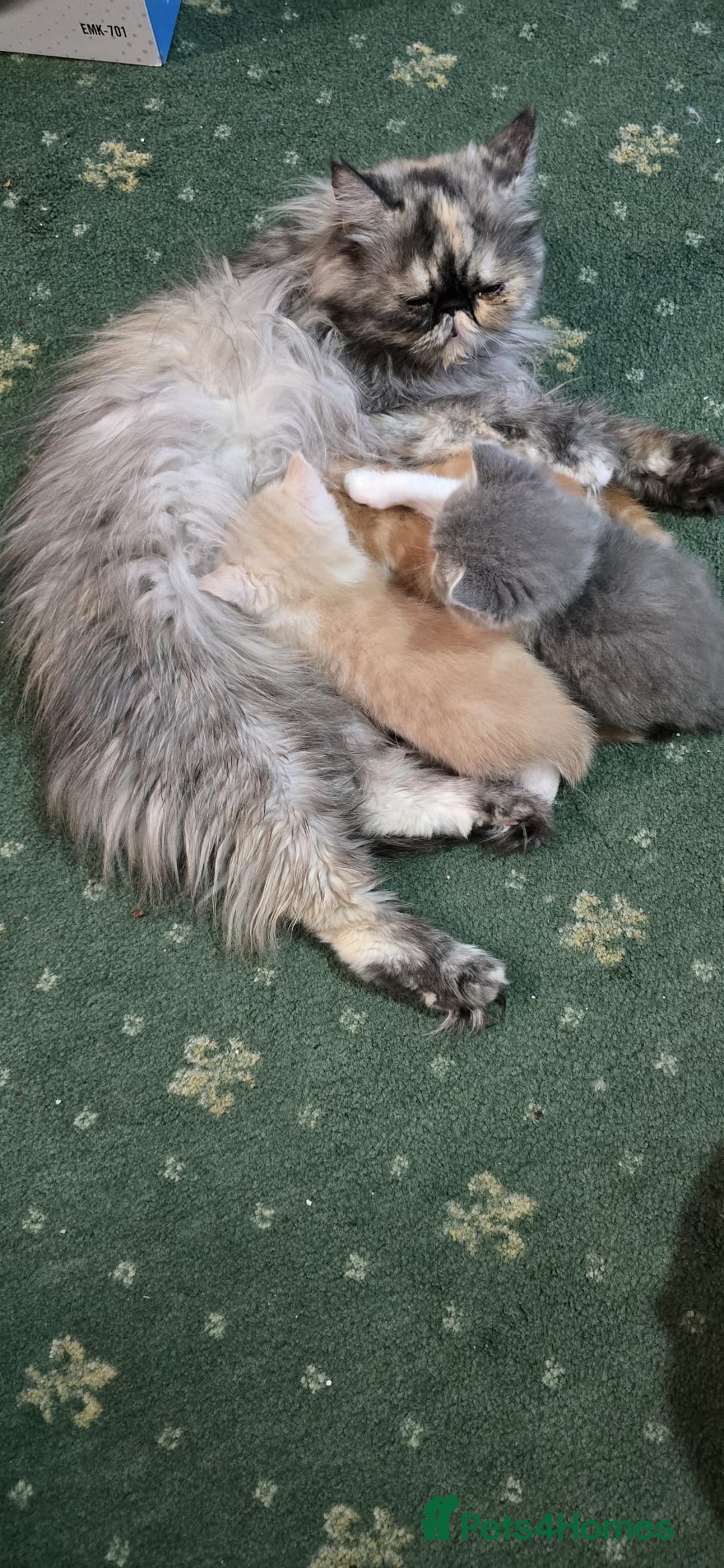 Persian cats for sale: Two beautiful MALE kittens 🐈‍⬛ 🐈‍⬛  - Image 3