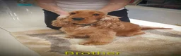 Cocker Spaniel dogs for sale: K.C Show line Cocker Spaniel puppies  - Advert 22