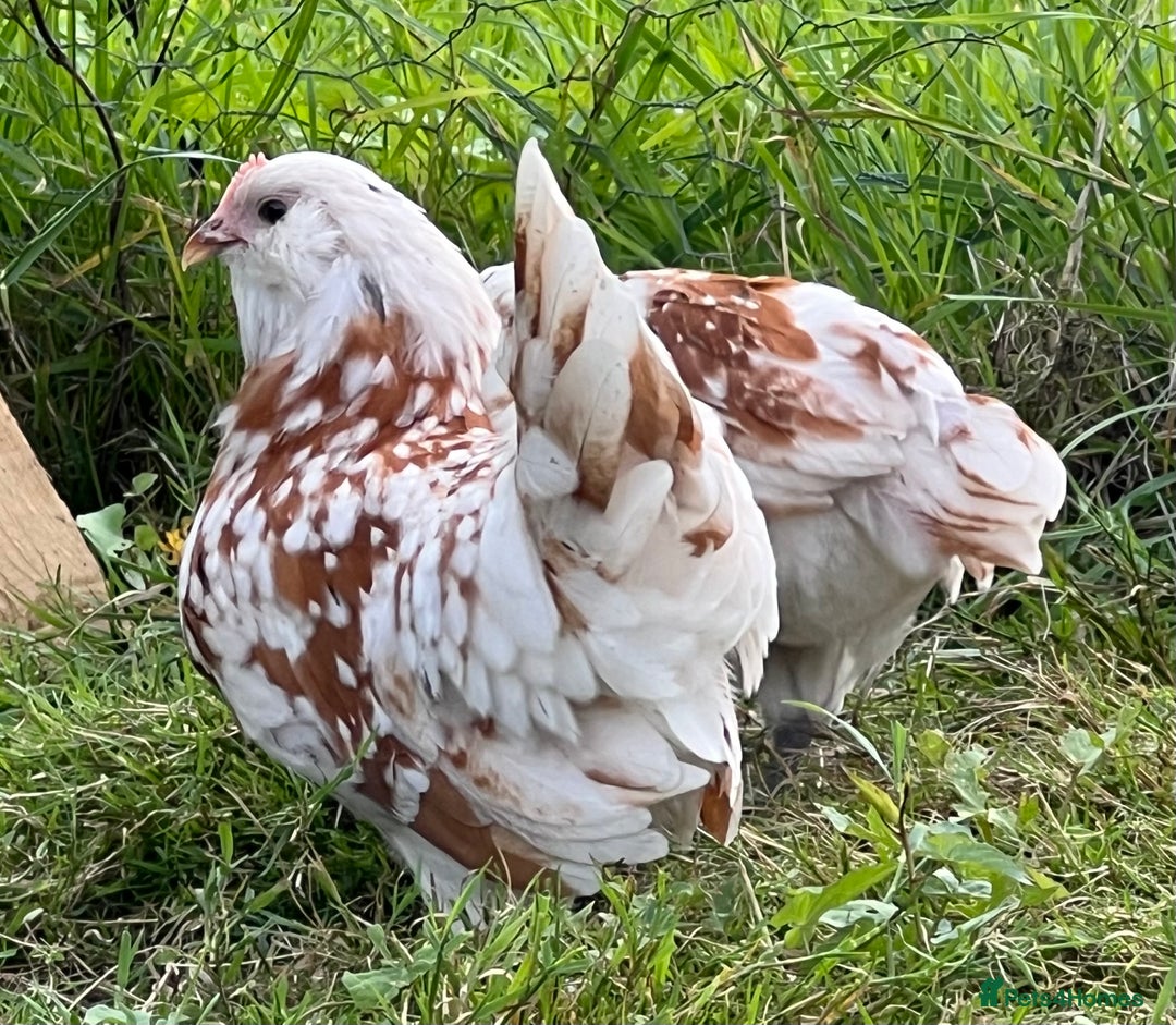 Chickens poultry for sale: Rare Breed Thuringian Chamois & Black Chickens  - Image 16