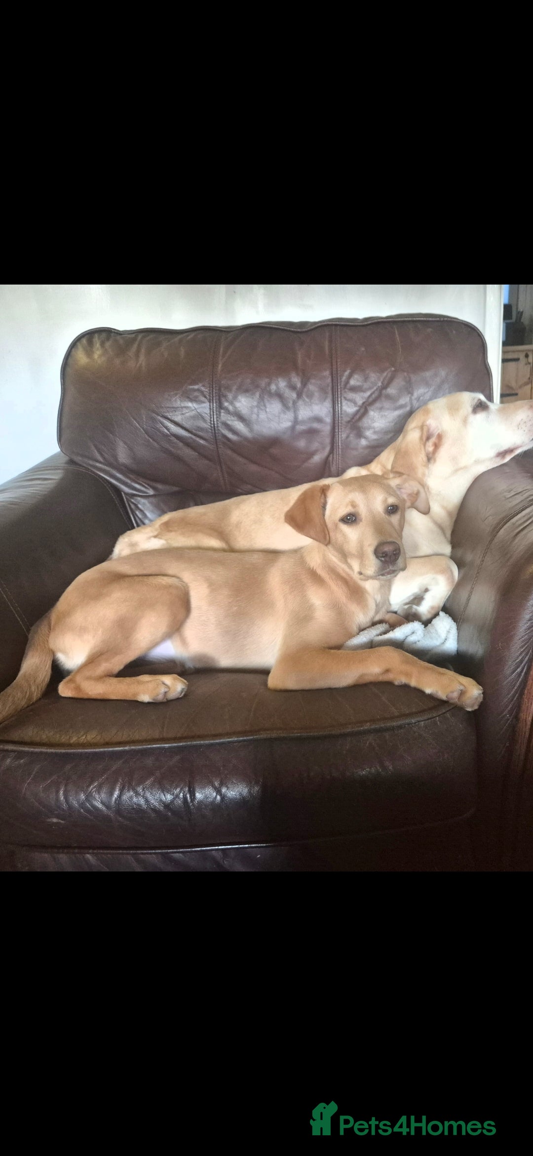 Labrador Retriever dogs Fox red labrador  - Advert 1