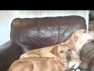 Labrador Retriever dogs Fox red labrador - Advert 5