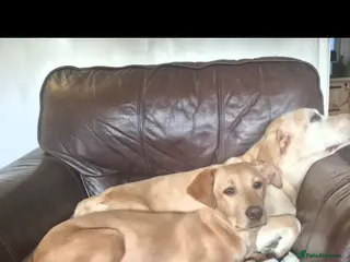 Labrador Retriever dogs Fox red labrador - Advert 9