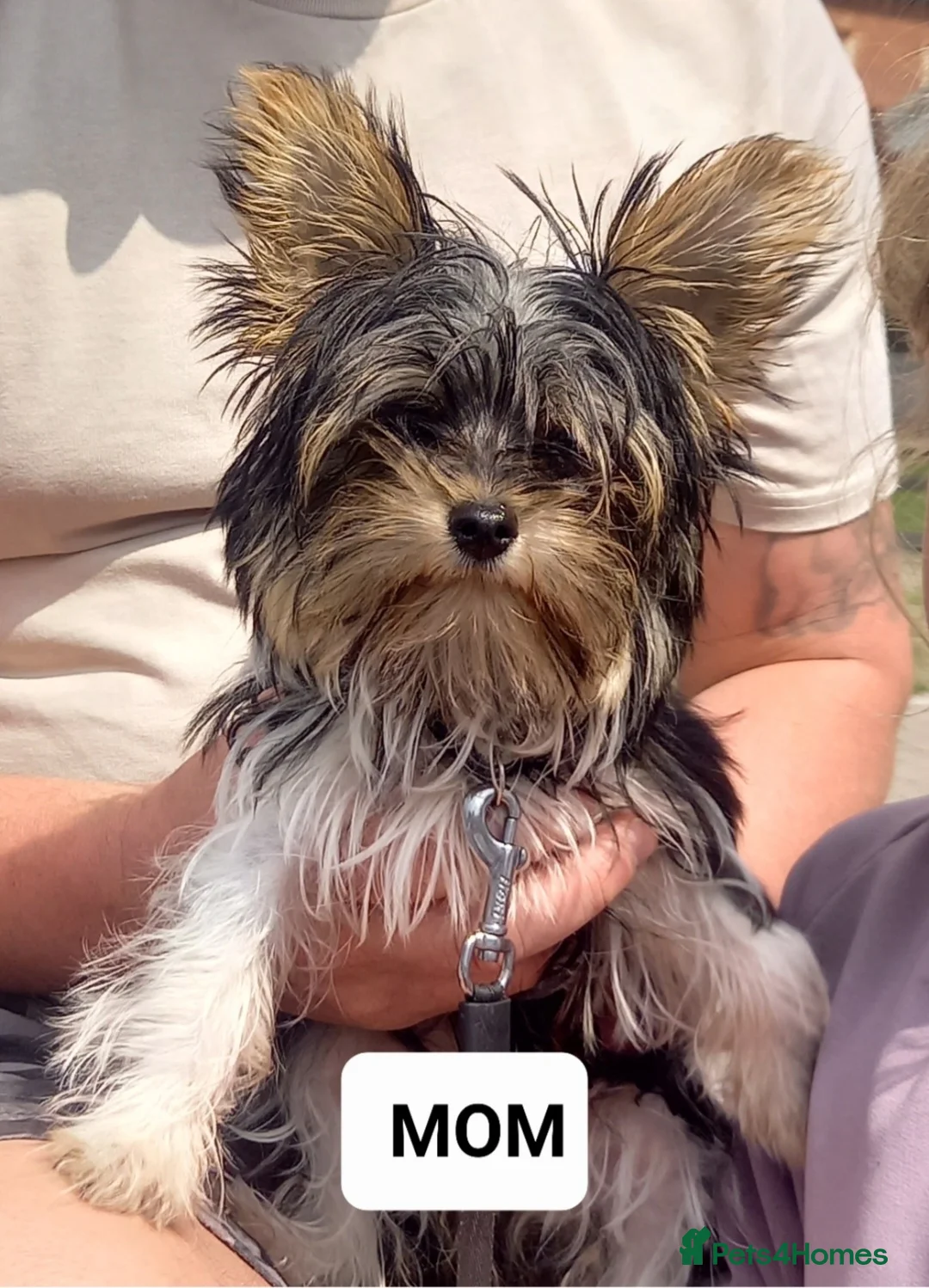 Biewer Terrier dogs for sale: Biewer terrier - Advert 2