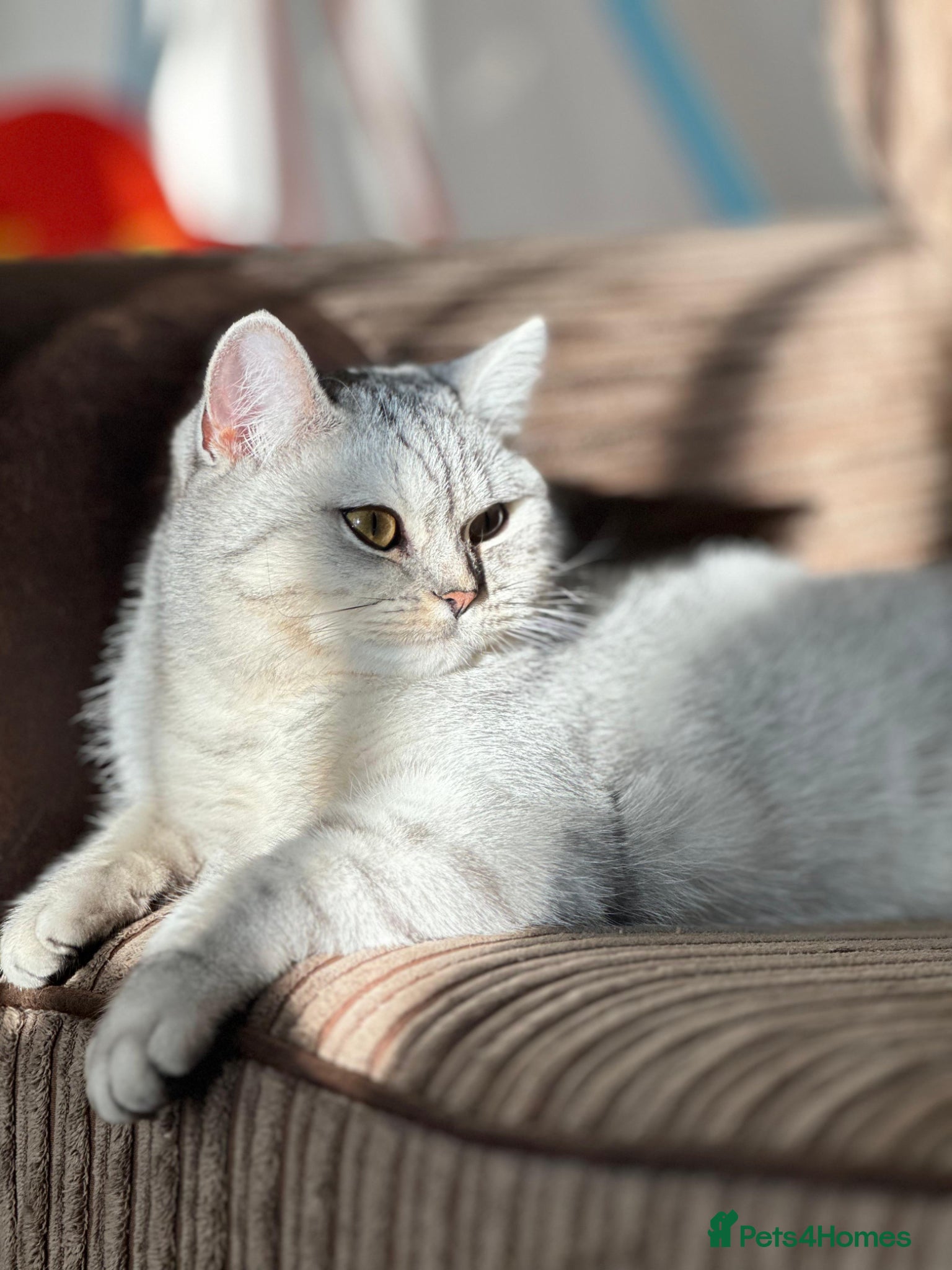 British Shorthair cats British shorthair  - Advert 3