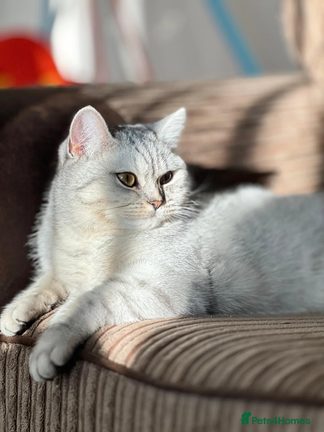 British Shorthair cats for sale: British shorthair  in Newcastle upon Tyne - Advert 1
