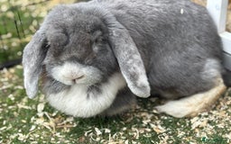 French Lop rabbits for sale: Female giant french lop  - Image 1