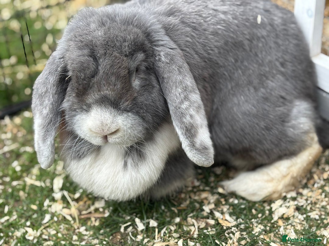 French Lop rabbits for sale: Female giant french lop  - Image 1