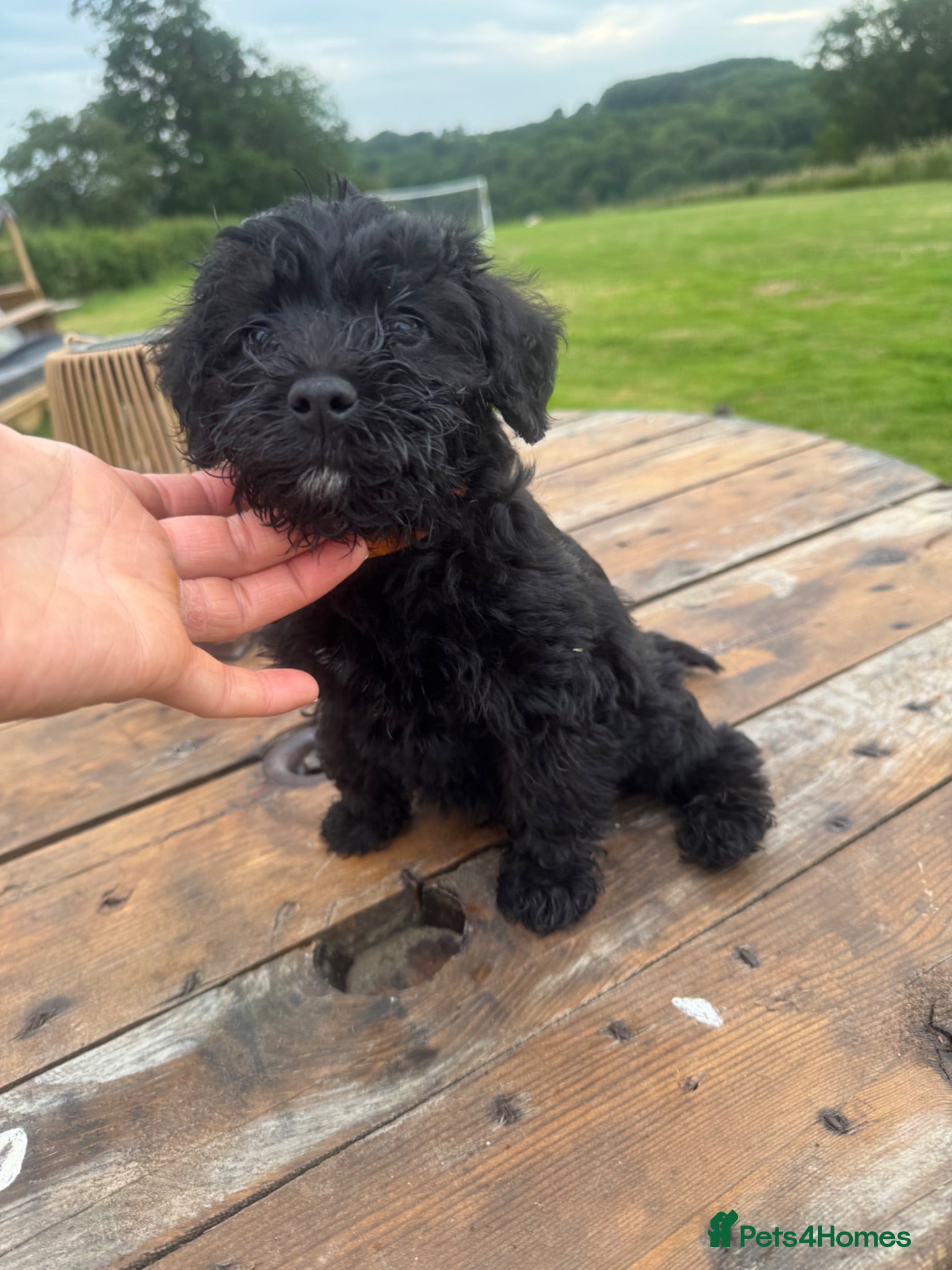 Schnoodle dogs Schnoodles READY NOW - Advert 2