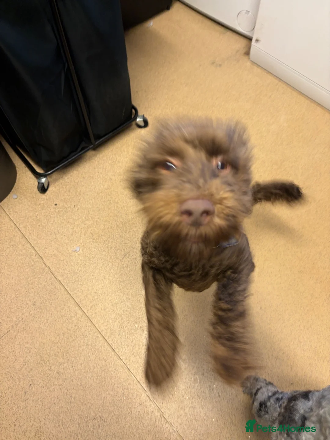 Cockapoo dogs for sale: Bear  in Ashford - Advert 5