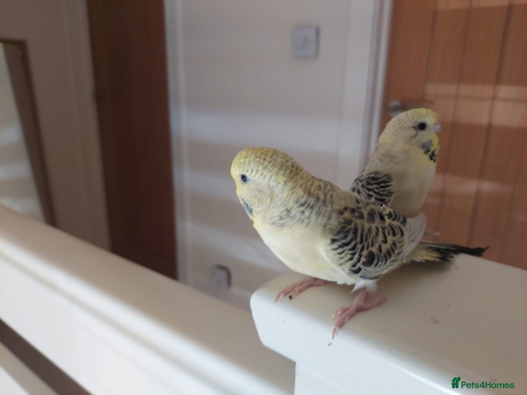 Budgerigars birds for sale: Tame Baby Budgies - Advert 14