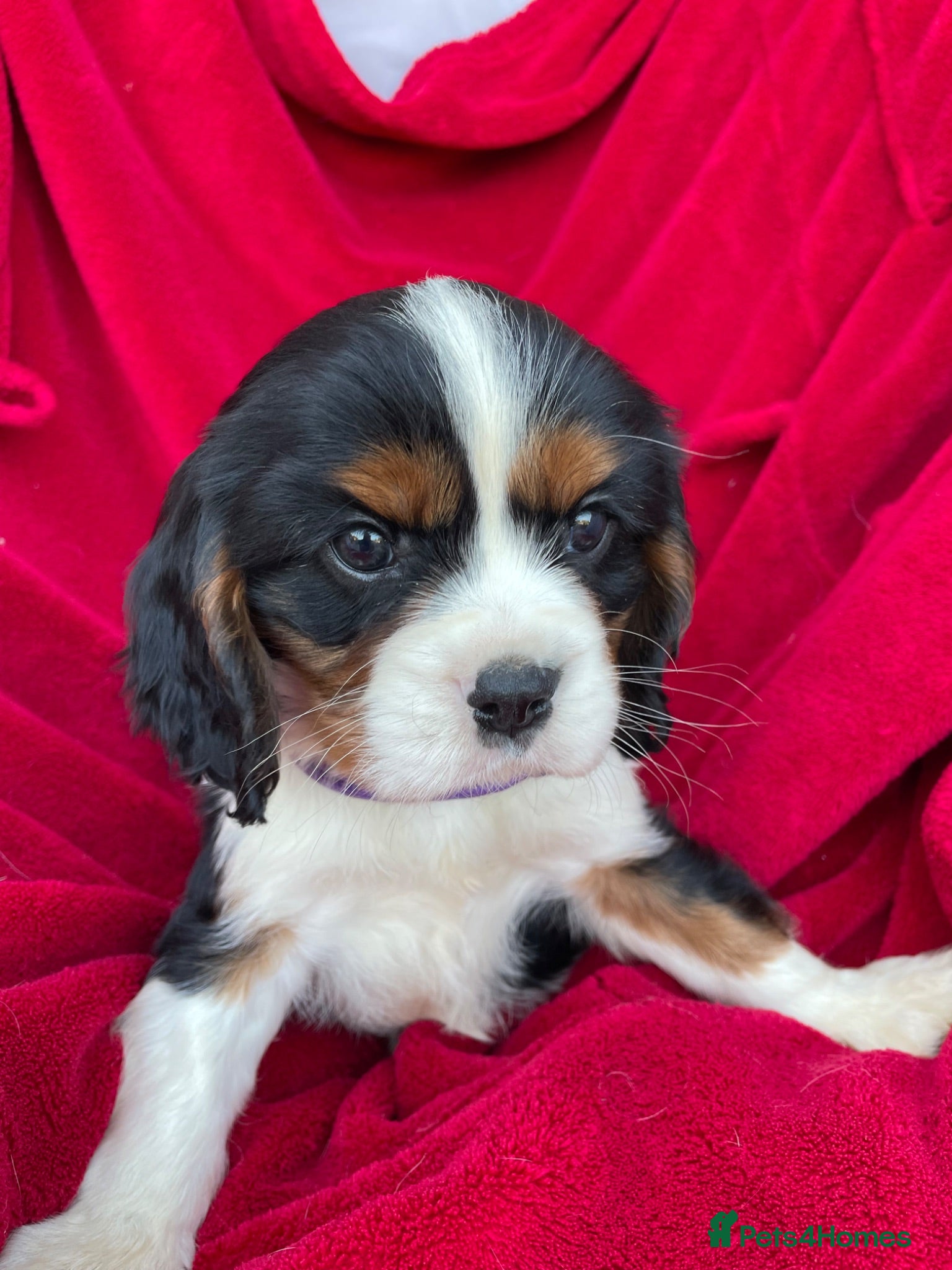 Cavalier King Charles Spaniel dogs Cavalier King Charles puppies - Advert 2