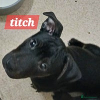 Mixed Breed dogs - Advert 3