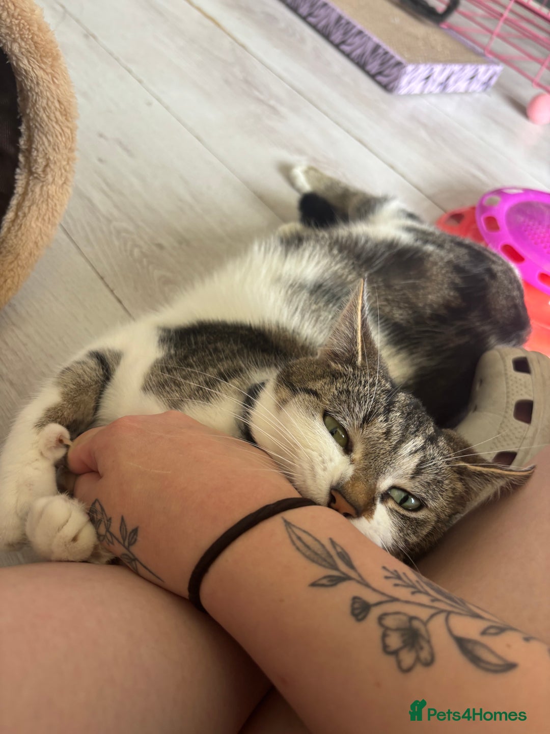 Domestic Shorthair cats for sale: Luna needs a new home! - Image 3
