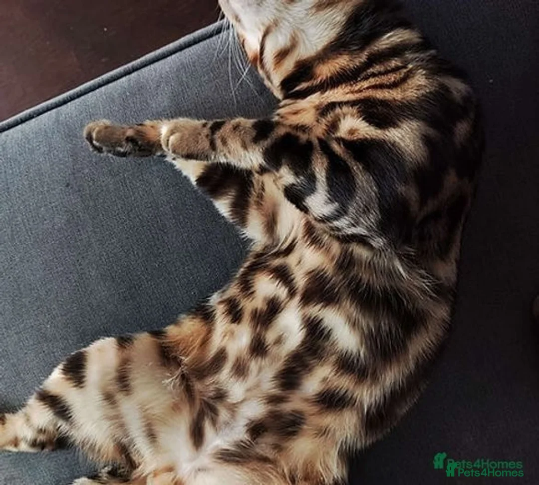 Bengal cats for stud: For Sale Amazing Temperament Clouded Bengal Stud  in Durham - Image 4