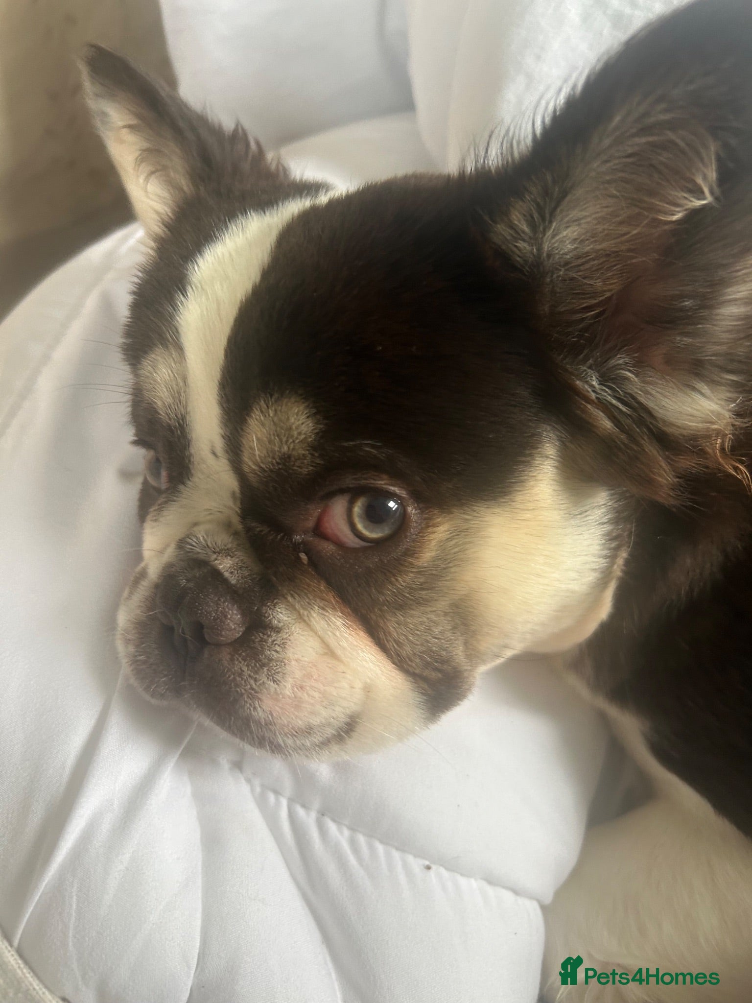 French Bulldog dogs Female fluffy French bulldog for rehoming  - Advert 1