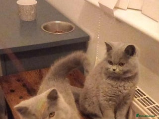 British Shorthair cats Championship Bloodline Blue BSH GCCF - Advert 4