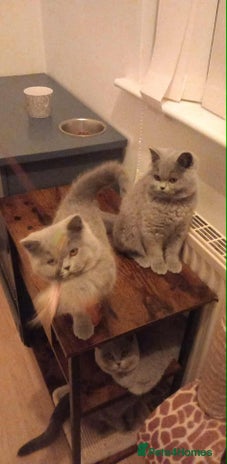 British Shorthair cats Championship Bloodline Blue BSH GCCF - Advert 2