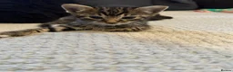 Mixed Breed cats for sale: 2 kittens for sale  - Advert 2