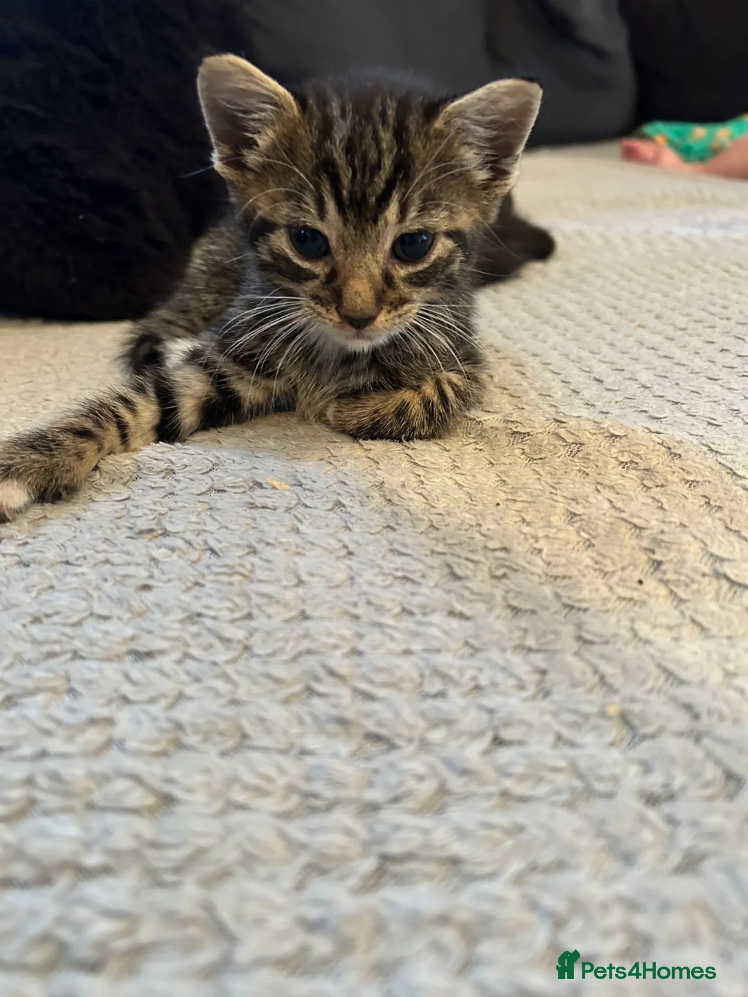 Mixed Breed cats for sale: 2 kittens for sale  - Advert 2