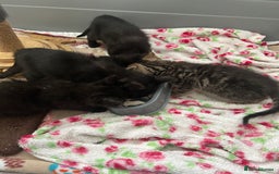 Mixed Breed cats for sale: Beautiful kittens - Image 1