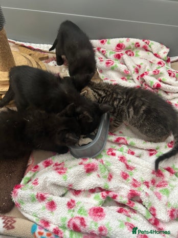 Mixed Breed cats - Advert 4