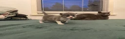 British Shorthair cats for sale: Beautiful British Shirt Hair Kittens - Advert 5